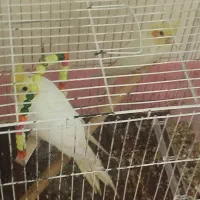 طوطی|پرنده|تهران, شهید اسدی|دیوار