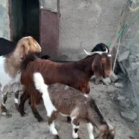 مری با کره نر و ماده|حیوانات مزرعه|هامون, |دیوار