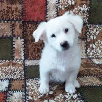 اشپیتز پامر چهار ماهه