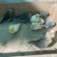 فروش جوجه سرلاکی