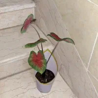 گل و گیاه طبیعی