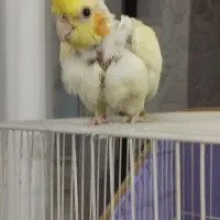 .یک جفت چاپی .عروس هلندی|پرنده|رشتخوار, |دیوار