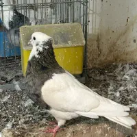 دو تا طوقی نر|پرنده|میانه, |دیوار