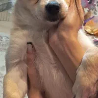 سگ اشپتیز|سگ|رشت, علی آباد|دیوار