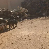 فروش بزغاله|حیوانات مزرعه|نجف‌آباد, حومه نجف آباد|دیوار