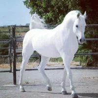 آموزش سوارکاری برای اولین، بار در شهر میناب