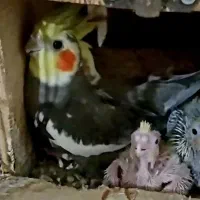 عروس هلندی جفت مولد|پرنده|محمدشهر, شهرک پیام (مهرالبرز)|دیوار