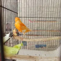 سلام یک جفت قناری سرخ مست مستخون