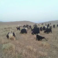 حدود چهل راس بز روزگاری