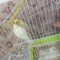 عروس هلندی