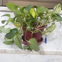 گل های متنوع|گل و گیاه طبیعی|نجفآباد, جعفرآباد|دیوار