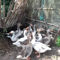 غاز محلی|حیوانات مزرعه|سیاهکل, |دیوار