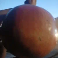 انار ابدار و قرمز