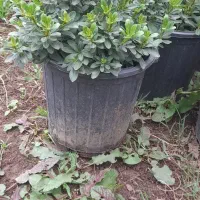 پیتسترم سطل ۱۰