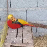 طاووس