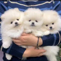 فروش سگ پامرانین و توی ،پودل بدون واسطه|سگ|اصفهان, جلفا|دیوار