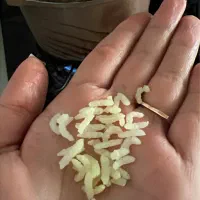 برنج کامفیروزی نو وعنبربو|خوردنی و آشامیدنی|شیراز, شریف‌آباد|دیوار