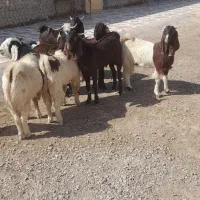 بزغاله نر فروشی|حیوانات مزرعه|هیرمند, |دیوار