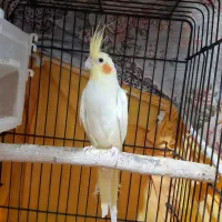 عروس هلندی نر