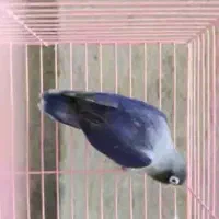 فروش برزیلی|پرنده|نهاوند, |دیوار