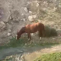 فروش چند راس مادیان و نریان.کره|اسب و تجهیزات اسبسواری|آبعلی, |دیوار