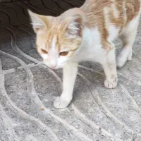 واگذاری  رایگان گربه زیر یکسال|گربه|اراک, |دیوار