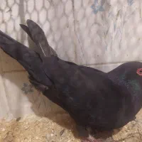 کفتر سیاه کرمونی غول نر