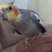 گمشده
