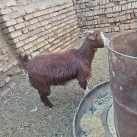 دوعدد گیسه جوان