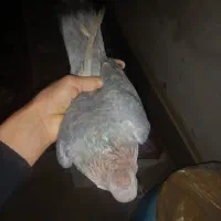 همه روهم یک ملیون|پرنده|دورود, |دیوار