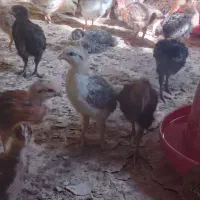 تولیدی جوجه گلپایگان قزوین|حیوانات مزرعه|قزوین, |دیوار