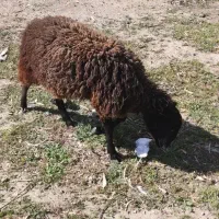 بره نر