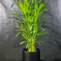 انواع گل و گلدون