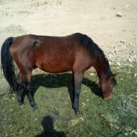 یه اسب کردویه مادیان کرد|اسب و تجهیزات اسب‌سواری|ارومیه, |دیوار