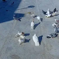 ۳۵ عدد کبوتر خوب|پرنده|سمنان, |دیوار