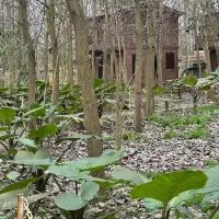 خانه ای که بوی جنگل میدهد