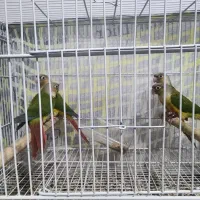 جوجه گرینچیک آناناسی رد