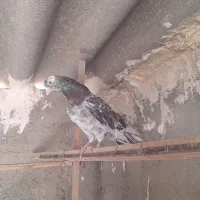کفتر پرشی