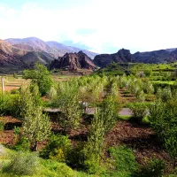 باغ گیلاس زمین 6500متر بهر آسفالت