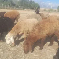 گوسفند همه رقم نر و ماده برای قربانی و نگهداری