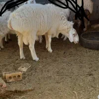 قوچ چینی شیشیک