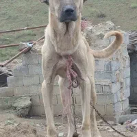 واگذاری سگ سرابی خالص طوله ۹ماهه|سگ|گرمی, |دیوار