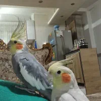 جفت عروس هلندی|پرنده|ماهدشت, |دیوار