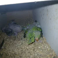 فروش یک جفت طوطی ملنگو سبز مولد باجوجه