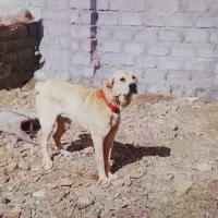 سگ بسیار باهوش