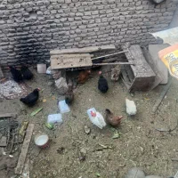 اگهی فروش تعدادی مرغ