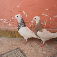 کبوتر طوقی|پرنده|شیراز, پارک آزادی|دیوار