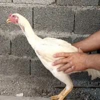 مرغ خروس لاری|حیوانات مزرعه|خورموج, |دیوار