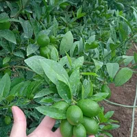 لیمو ترش لایم کوات|خوردنی و آشامیدنی|تهران, مجیدیه|دیوار