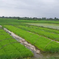 بانک نشا(توم بیجار)